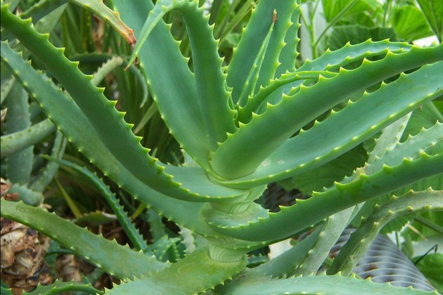Aloe on myös vaatimaton, mikä on erityisen arvostettu sen lääkinnällisistä ominaisuuksista.