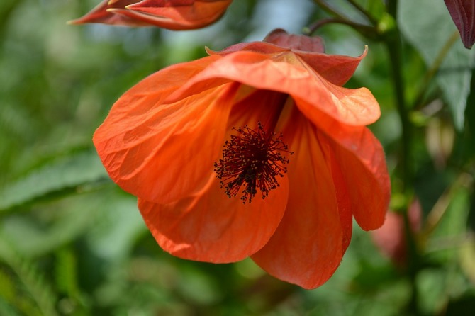 Abutilon (indendørs ahorn)