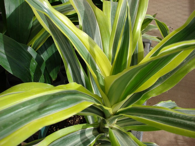 Dracaena και ficus