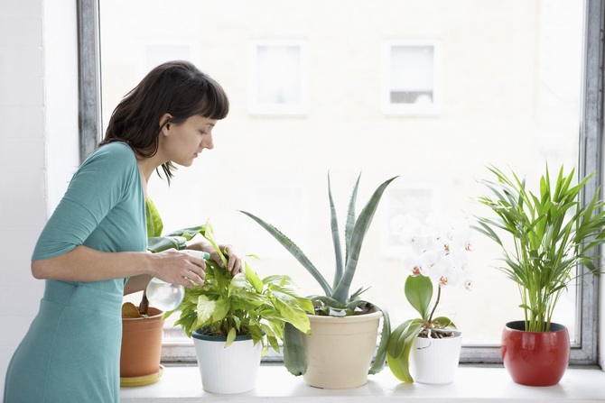 Πώς να φροντίσετε σωστά τα φυτά σε ζεστό καιρό