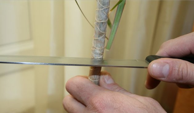 Ensinnäkin sinun on otettava veitsi, joka on esikäsitelty alkoholilla ja leikattava kasvi 6-7 cm: n korkeudelle kasvien rungon alusta.