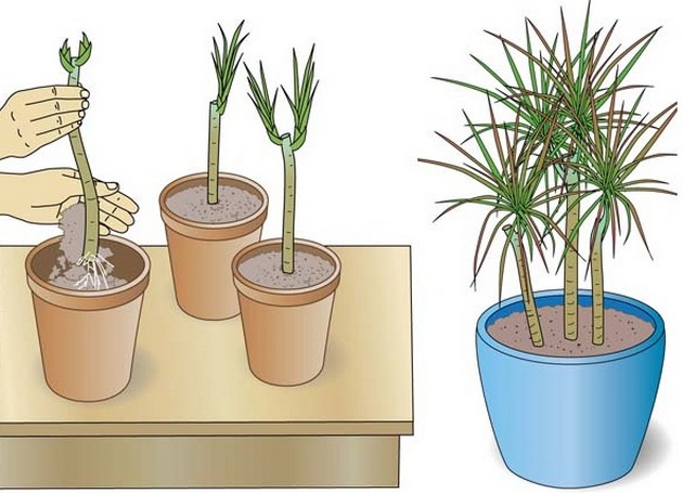 Først og fremmest er det nødvendigt at sikre, at skærelængden er mindst 5 cm, ellers accepteres planten ikke i jorden.