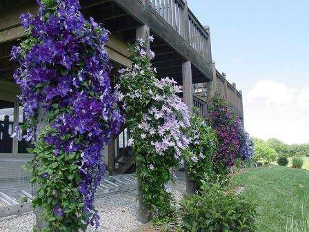 webstedsdesign med clematis