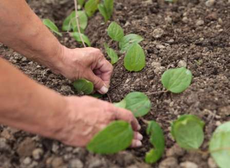 plantning af klematisplanter