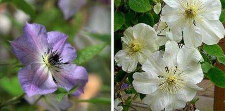 clematis hvide skyer og blå