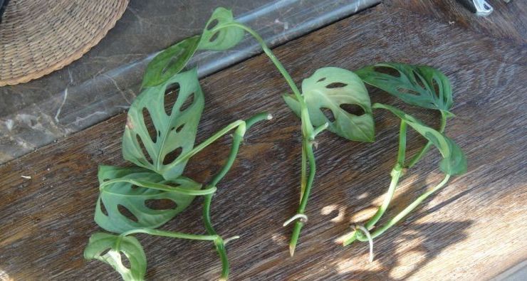 Μέθοδοι αναπαραγωγής Monstera