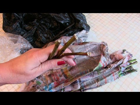 طريقة غير معتادة لإكثار الورود بطريقة البوريتو. نتيجة.