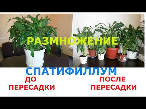 Spathiphyllum / Kvet Ženské šťastie REPRODUKCIA a PREKLAD Spatiphyllym