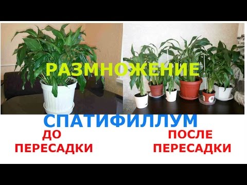 Spathiphyllum / Blomst Kvindelig lykke REPRODUKTION og Oversættelse Spatiphyllym