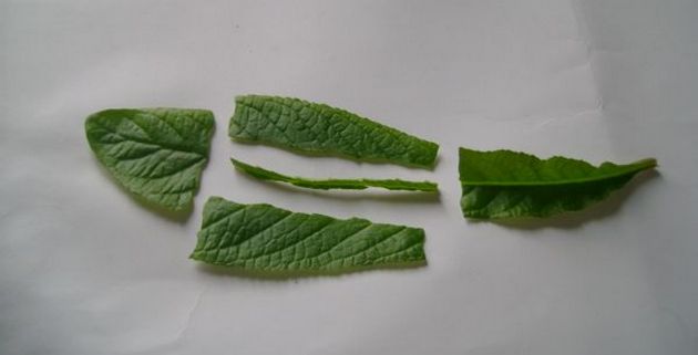 i streptocarpus skæres bladet langs den centrale vene