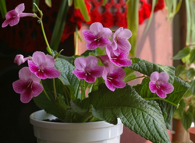 Streptocarpus je bylinná, kvitnúca rastlina