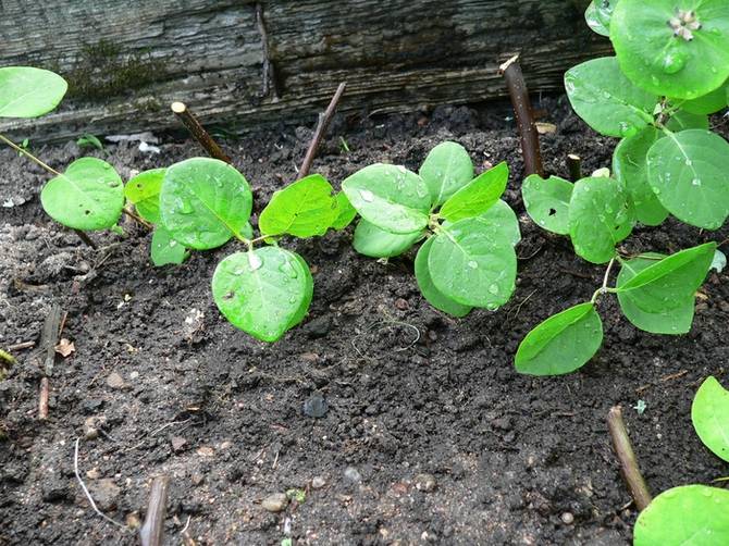 Honeysuckle formering ved lagdeling