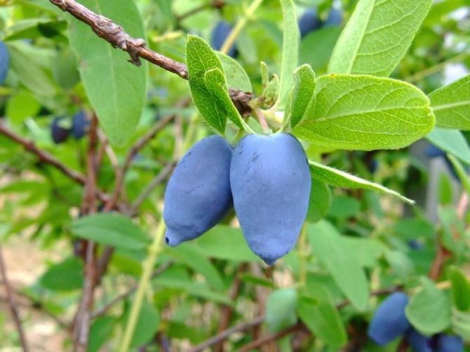 Honeysuckle formering ved stiklinger, lagdeling, opdeling af busken