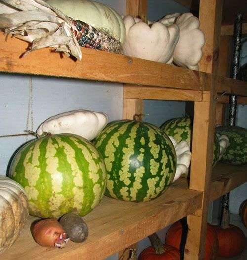 hvordan man opbevarer vandmeloner om vinteren derhjemme