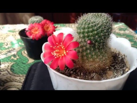 Timelapse blomstrende kaktus Rebutia