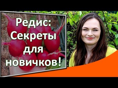 Ραπανάκι: πώς να αναπτυχθεί. Φύτευση ραπανάκι την άνοιξη και το καλοκαίρι. Ποικιλίες ραπανάκι. Μυστικά της συγκομιδής των μεγάλων ραπανιών