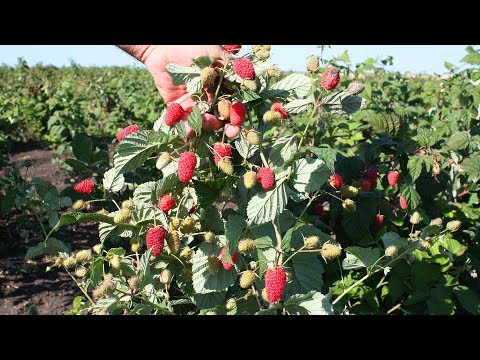 أفضل أنواع توت العليق المتبقي Variety Pohvalinka Growing Tips