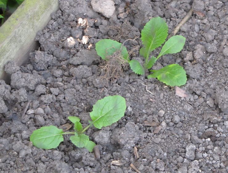 Næbe plantning regler