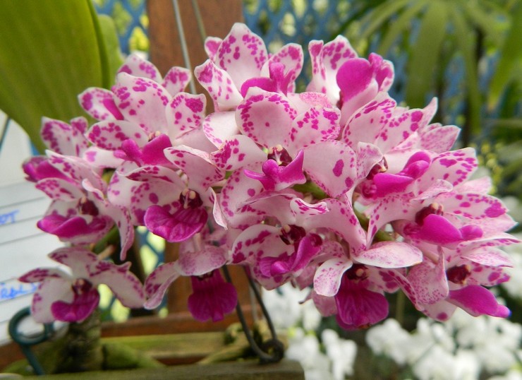 Omsorg for rhynchostilis orkidé derhjemme