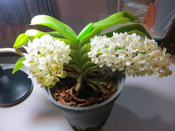 Rhynchostilis orkidé