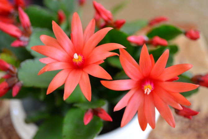 تشتهر Rhipsalidopsis بزهورها الممتاز.