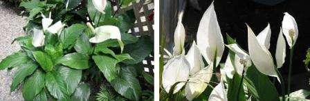 Συνιστάται να ποτίζετε το spathiphyllum με καταβυθισμένο νερό, το οποίο στάθηκε για περίπου 12 ώρες και έγινε θερμοκρασία δωματίου. Δεδομένου ότι το λουλούδι αγαπά την υψηλή υγρασία, συνιστάται να ψεκάσετε επιπλέον τα φύλλα.