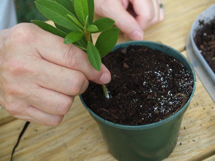 Avlsmetoder til rhododendron