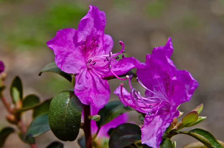 Daurian rhododendron