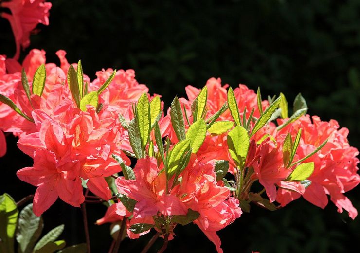 Japansk rhododendron