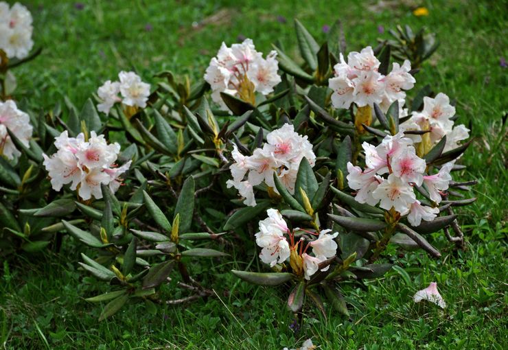 Kaukasisk rhododendron