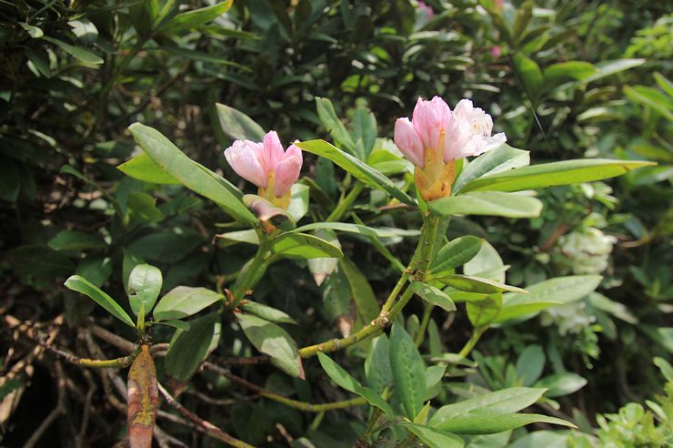 Kaukasiske rhododendron sorter