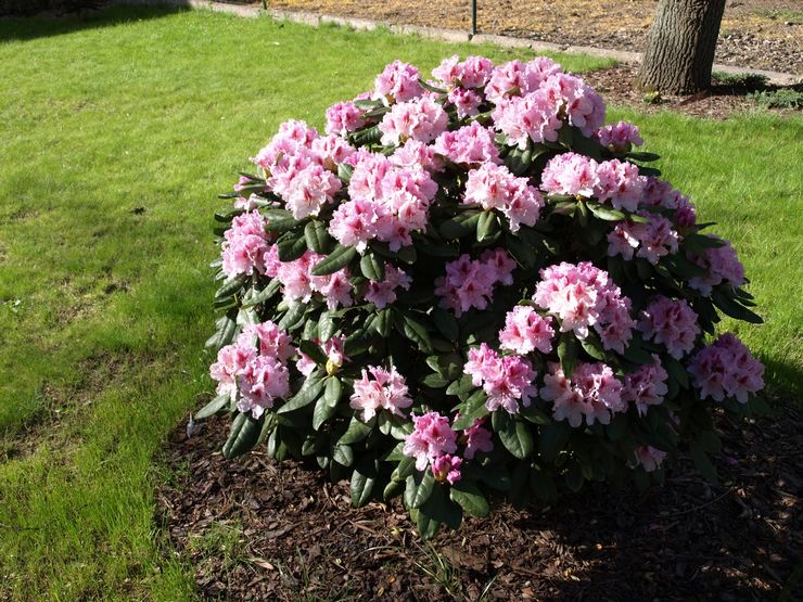 Voksende rhododendron i forstæderne