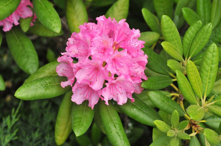 Beskrivelse af rhododendron