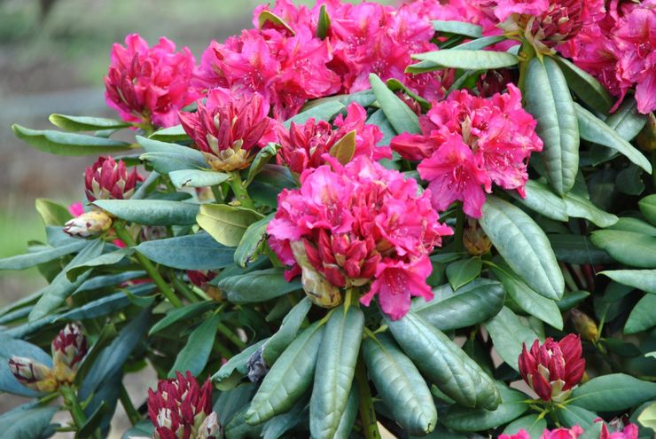 Nyttige egenskaber ved rhododendron