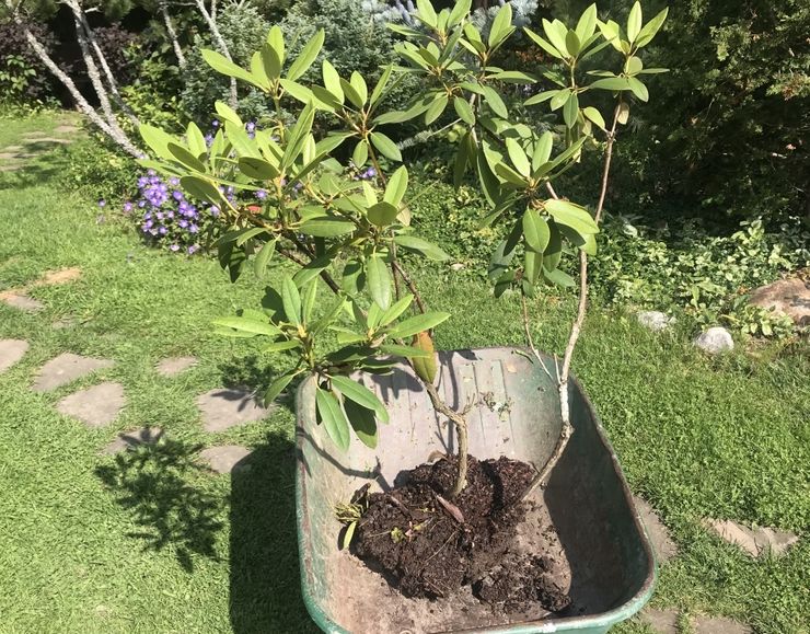 Plantning af en rhododendron i åbent terræn