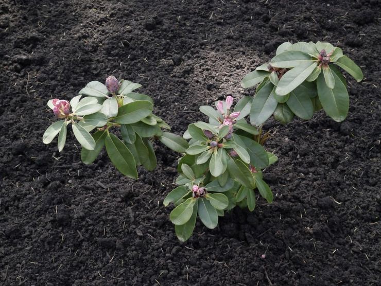 Rhododendron plantningsregler