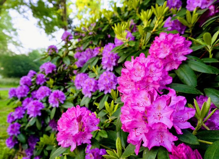 Omsorg for rhododendron i haven
