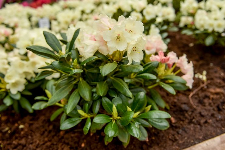 Topdressing af rhododendron