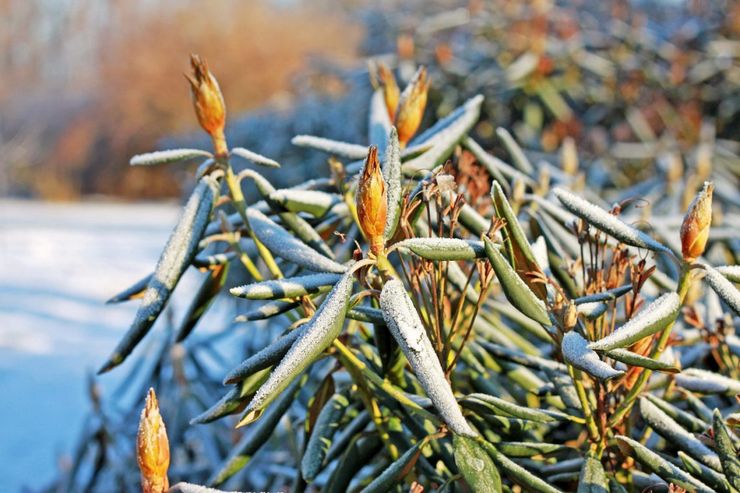 Rhododendron efter blomstring