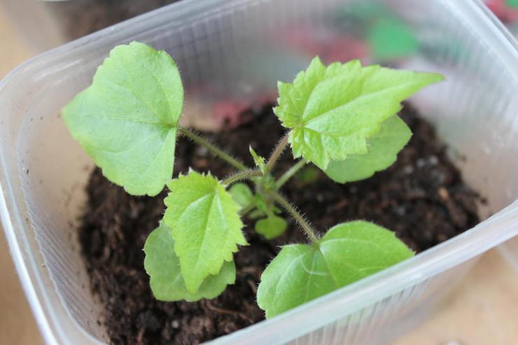 Sådan plejer du Rhodochiton -frøplanter