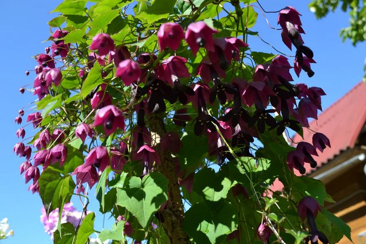 Rhodochiton στο σχεδιασμό τοπίου