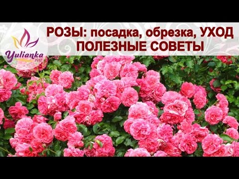 ROSES: istutus, karsiminen, lisääntyminen (pistokkaat, kerrostaminen). Hyödyllisiä vinkkejä