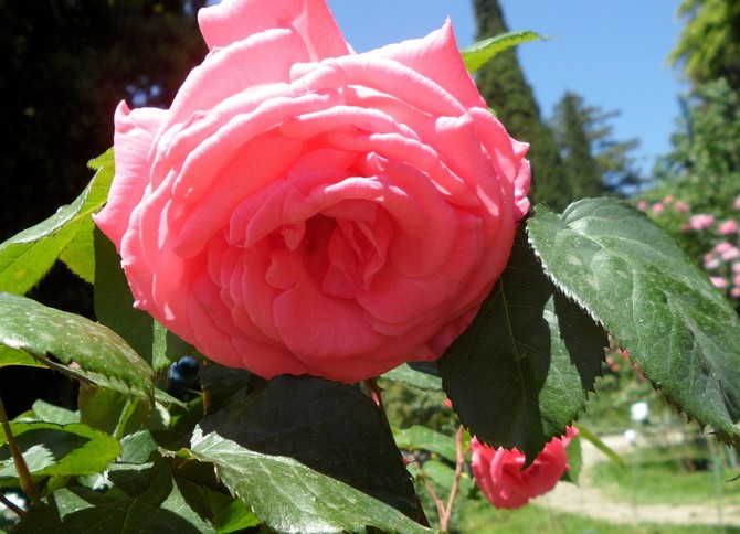 Growing Rose Parise charme