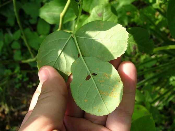 Choroby a škodcovia