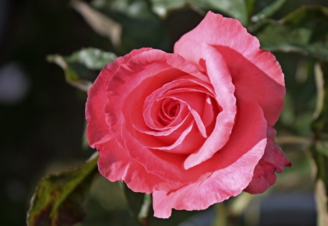 Rosa Parise Charm - výsadba, pestovanie a starostlivosť. Prerezávanie, zimovanie a reprodukcia Parise Sharm. Popis ruže, foto