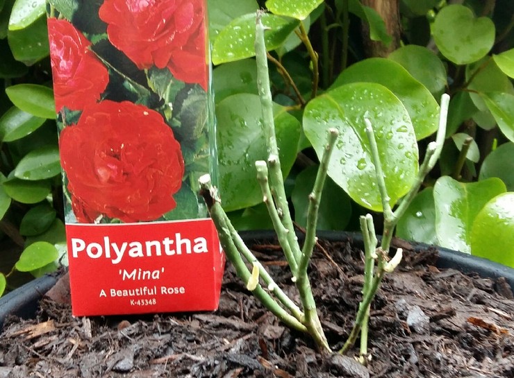 Polyanthus -ruusun kasvattaminen siemenistä