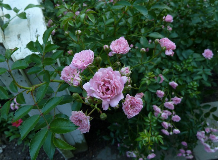 Polyanthus ruusun hoito