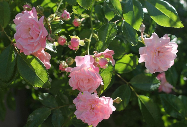 Polyanthus -ruusujen tyypit ja lajikkeet