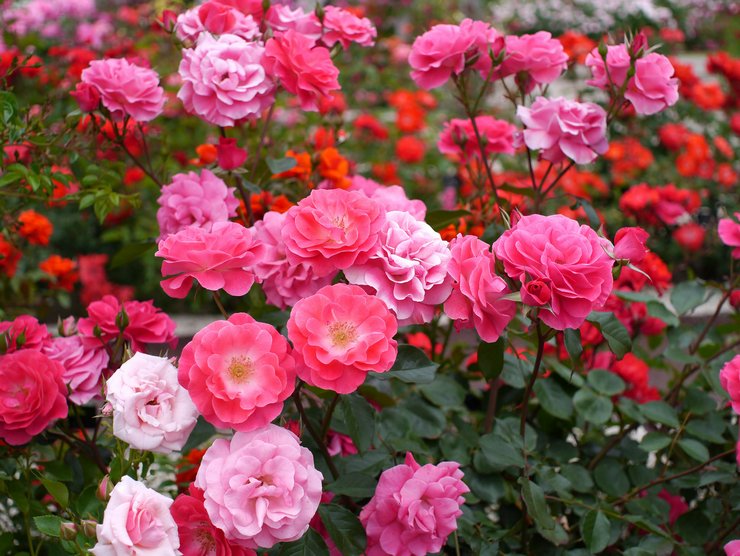 Polyanthusová ruža - výsadba a starostlivosť na otvorenom poli. Pestovanie polyantovej ruže zo semien. Popis, druhy. Foto