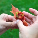 Tee-se-itse-vaahteranlehti ruusuja askel askeleelta valokuvalla aloittelijoille